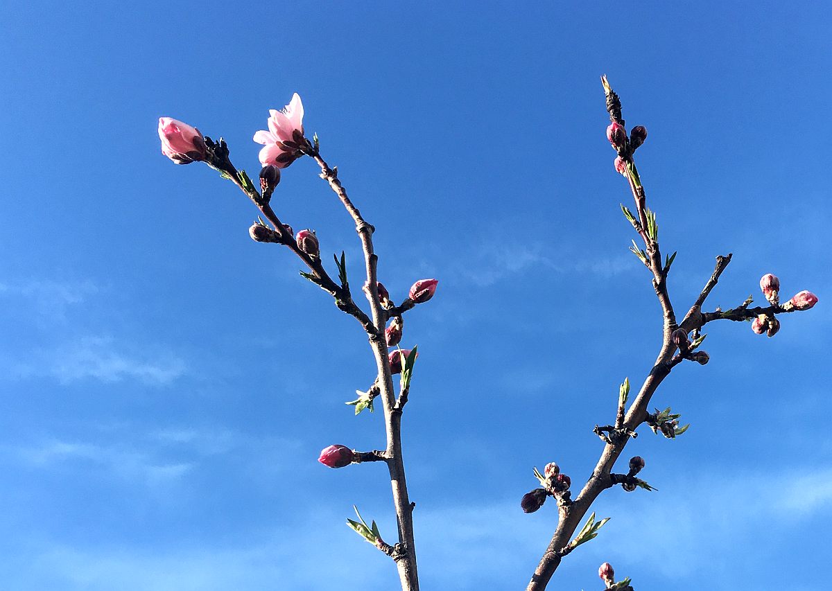 プログラミングは独学ができるか?